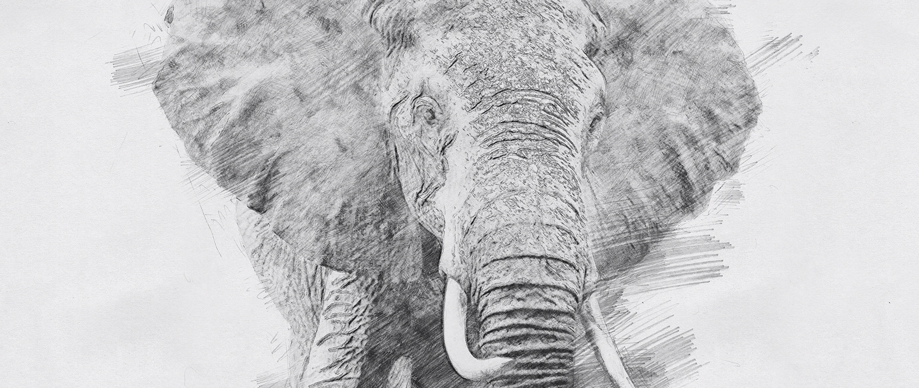 124 Pencil Drawings Of Elephants High Res Illustrations - Getty Images